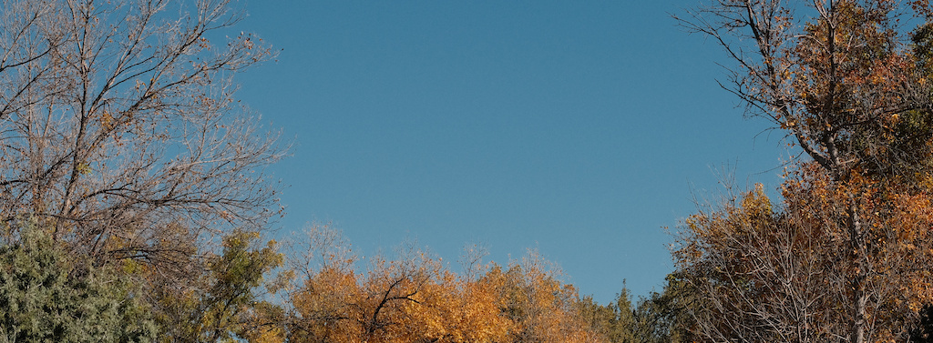 A photograph of the tops of some trees yellowing for autumn, clear blue sky showing through in the middle.